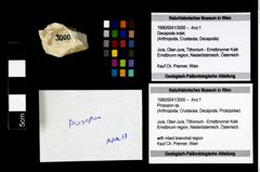 Foto (Objekt + Etikett) von Prosopon sp.  (NHMW-GEO-1990-0041-3000)